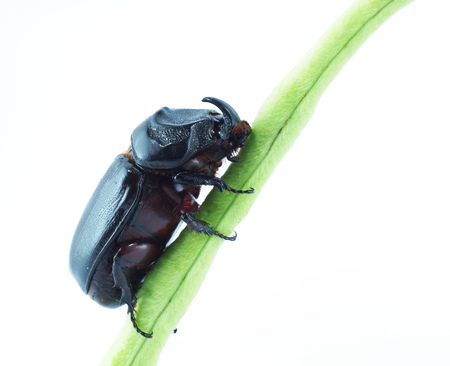 rhinoceros or beetleの写真素材