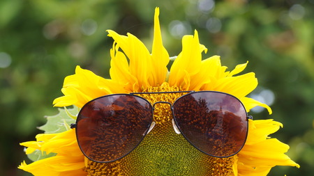 Sunflower with sunglassesの写真素材
