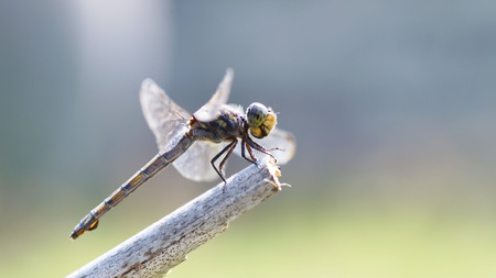 dragonfly on dry woodの写真素材