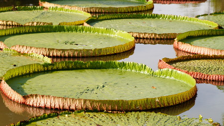 Victoria waterlilyの写真素材