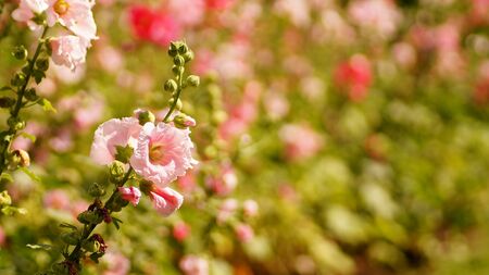 hollyhock flower