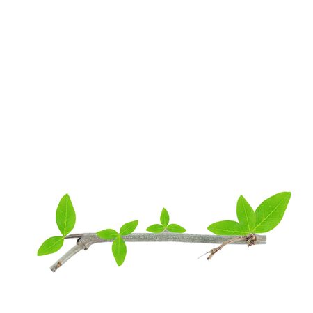 leaf and branch isolatedの写真素材