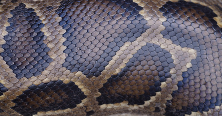 snake skin of python  background
