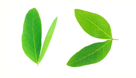 two green leave isolated on white background
