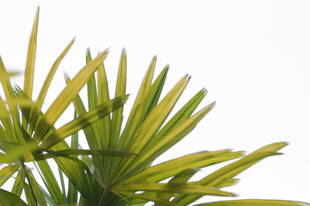 Green leaf isolated backgroundの写真素材