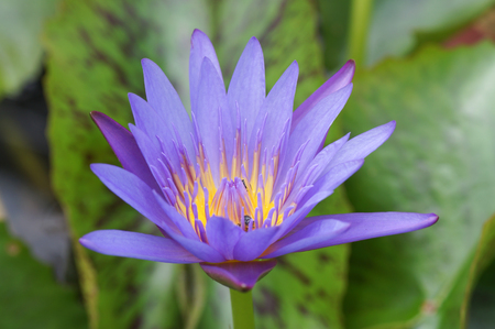 Beautiful Purple Lotus in poolの写真素材