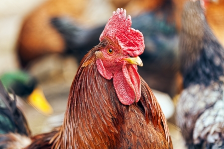 Beautiful Rooster in the natural environment の写真素材