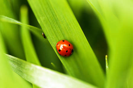 Ladybug on the grass の写真素材