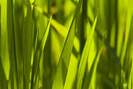 Spring grass in sun light  