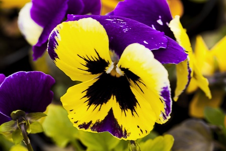 beautiful flower - Violas or Pansies