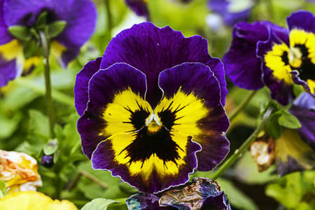 beautiful flower - Violas or Pansiesの写真素材
