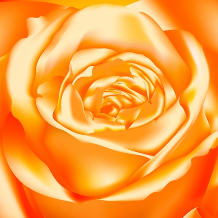 Orange Roseのイラスト素材