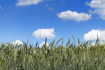wheat field with blue sky in background  の写真素材