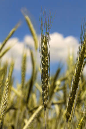 wheat field の写真素材
