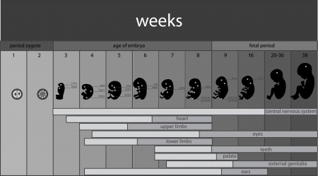fetus stages 