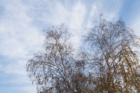 treetop in autumn forest with blue sky