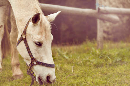 Horse eat grass in a fieldの写真素材