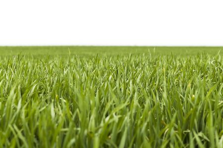 Spring blurred grass on white backgroundの写真素材