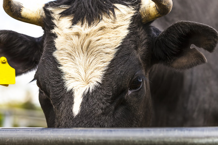 Cow hear in the farmの写真素材