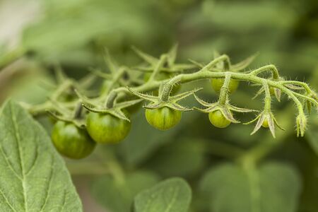 Stem of growing green tomatoes, agricultureの写真素材