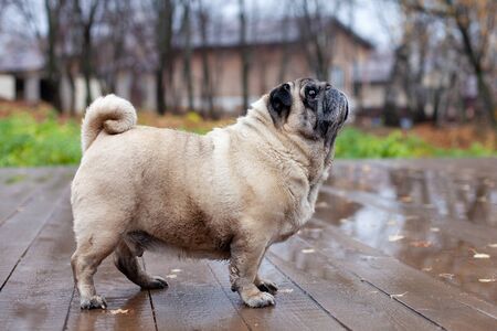 old pug stands on a wooden floor in the parkの写真素材