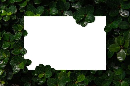 White pace for text With a background of fresh green leaves that are just rainingの写真素材