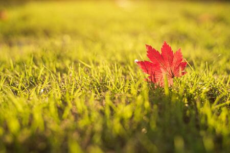 Red maple leaf falling and laying on the bright green grass and sunlight in the park with copy space for text
の写真素材