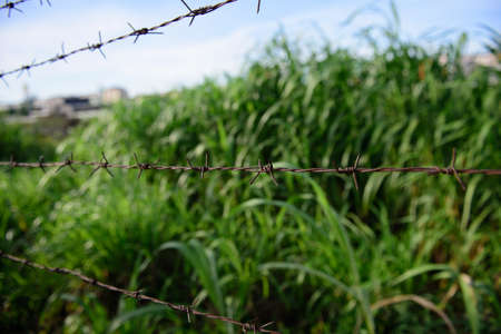 Barbed wire on the background of a green grass overgrown