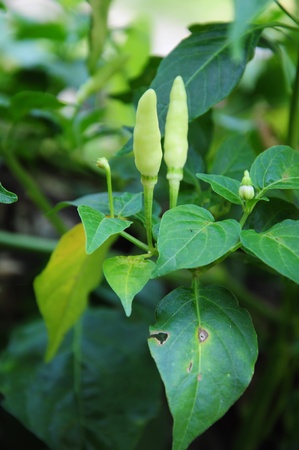 a chilly plant with two chilly on the plantの写真素材