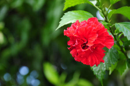 a picture of a red chinese flower on the plantの写真素材