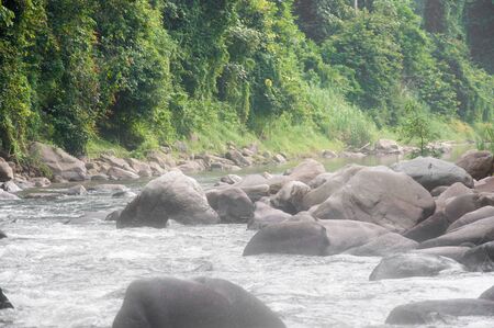 a picture of beautiful natural forest wood treeの写真素材