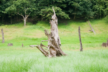 a picture of beautiful natural forest wood treeの写真素材