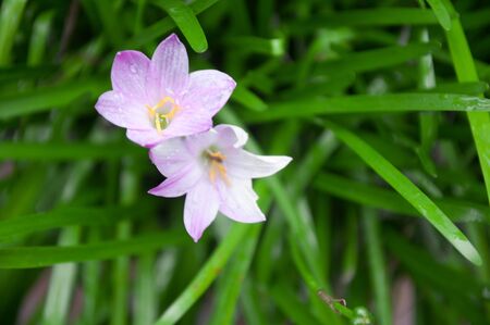 a picture of beautiful flower blossomの写真素材