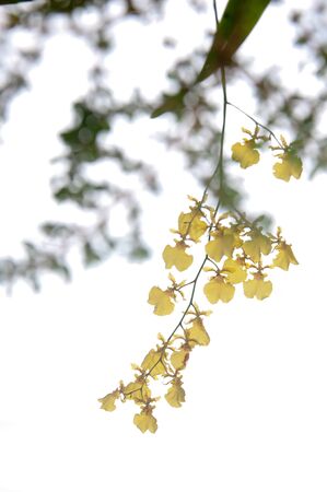 a picture of beautiful flower blossomの写真素材