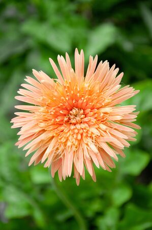 a picture of beautiful flower blossomの写真素材