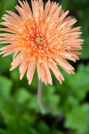 a picture of beautiful flower blossomの写真素材
