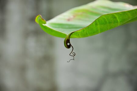 a picture of beautiful plants and gardenの写真素材