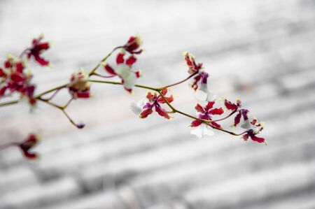 a picture of beautiful flower blossomの写真素材