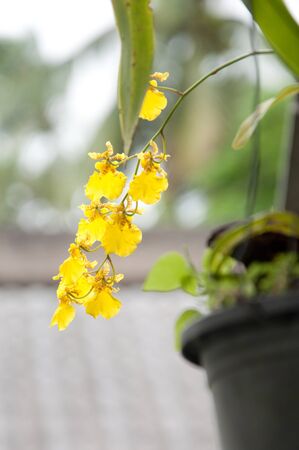 a picture of beautiful flower blossomの写真素材