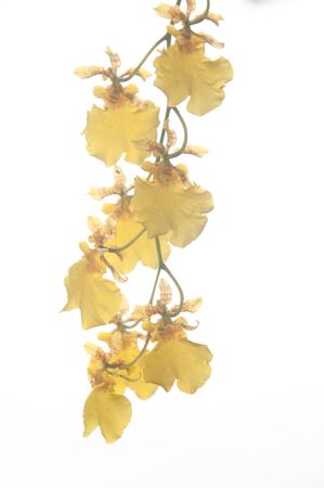 a picture of beautiful flower blossomの写真素材