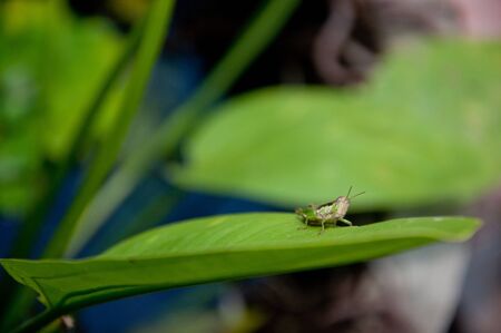 a picture of beautiful plants and gardenの写真素材