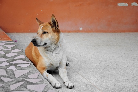 a picture of a cute brown dogの写真素材