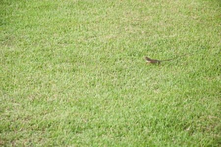 a picture of beautiful grass field texture backgroundの写真素材