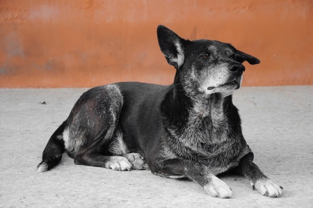 black dogの写真素材