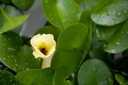 a picture of beautiful yellow flower blossomの写真素材