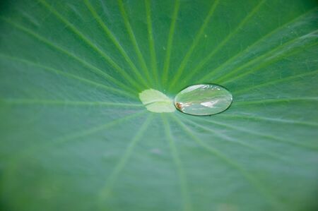 a picture of beautiful plants and gardenの写真素材
