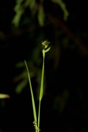 a picture of beautiful plants and gardenの写真素材