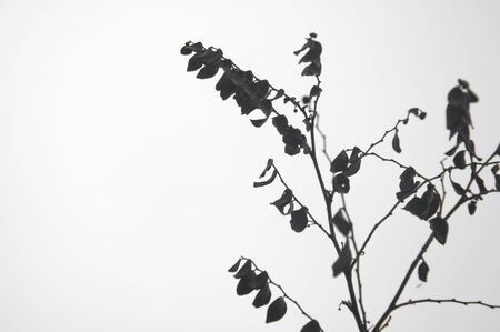 a picture of beautiful dead treeの写真素材