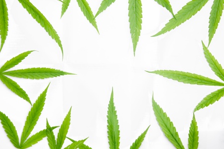 a picture of beautiful green plant  backgroundの写真素材