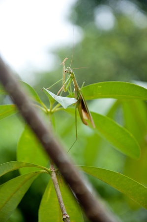 a picture of a beautiful grasshopperの写真素材